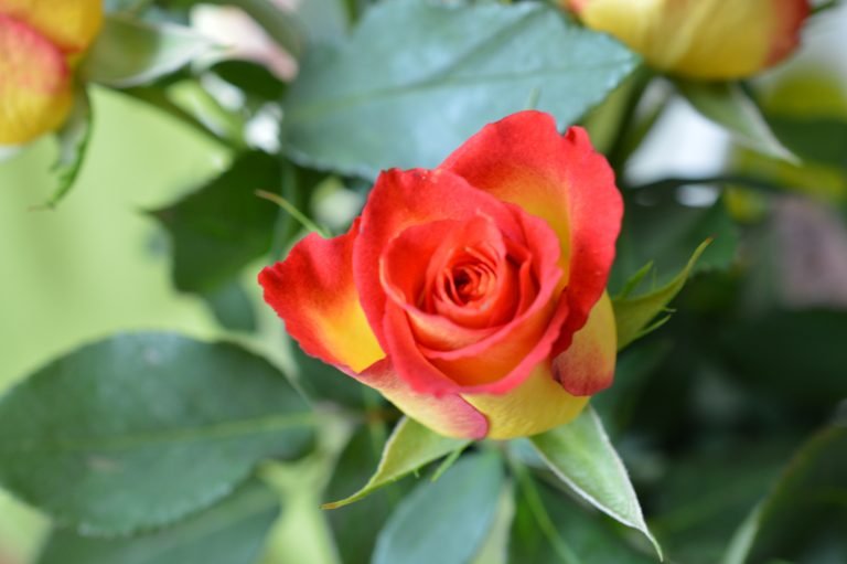 Rose